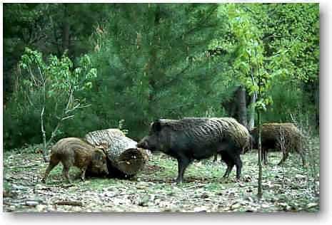 Image name: 38 Cinghiale.jpg 
 width: 465 pixel 
 height: 316 pixel 
 Size: 22834 bytes 
 Click to enlarge 